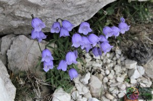 campanula cochlearifolia(5)